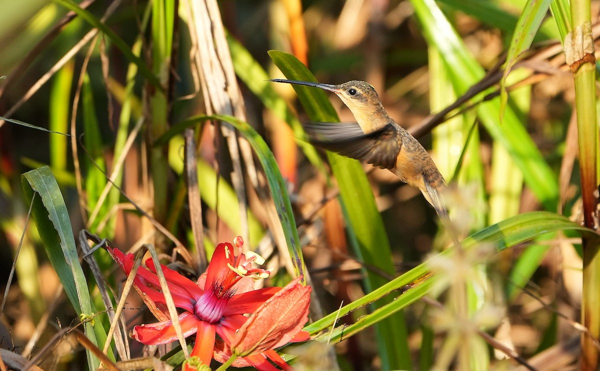 Needle-billed Hermit - ML640804431