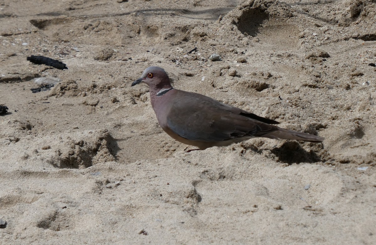 Sunda Collared-Dove - ML640804432