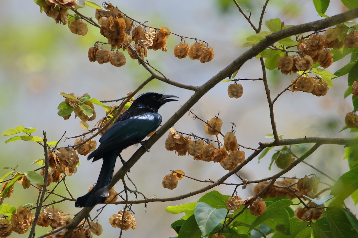 Hair-crested Drongo - ML640804457