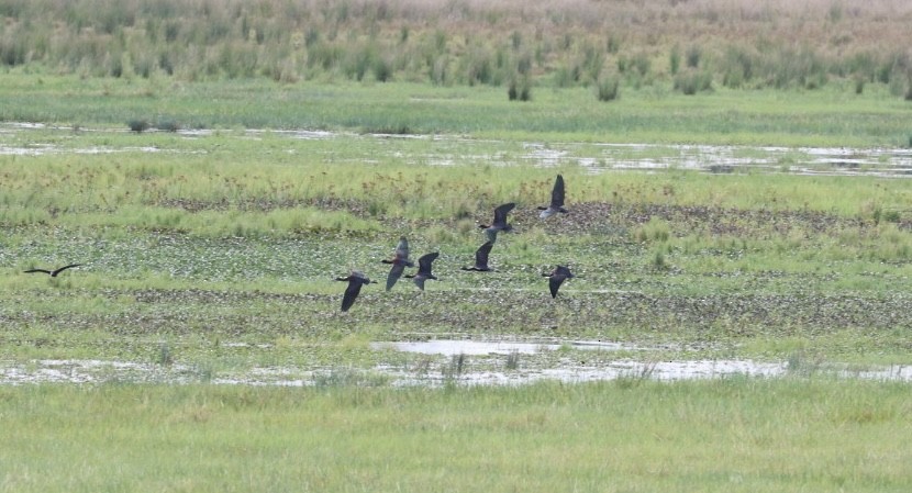 Glossy Ibis - ML640804469