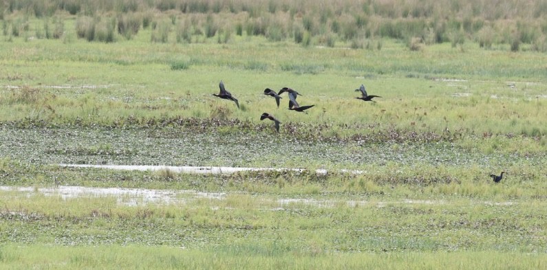 Glossy Ibis - ML640804470