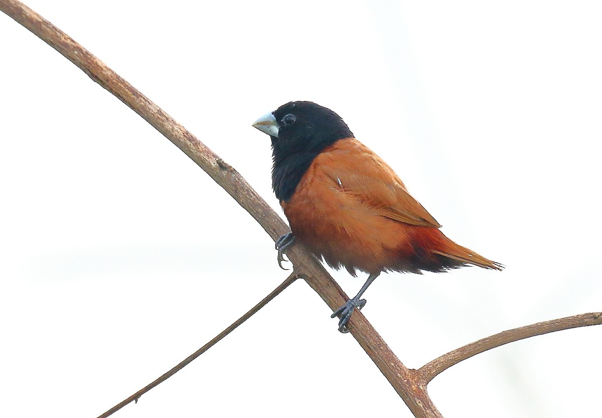 キンパラ - ML640804474
