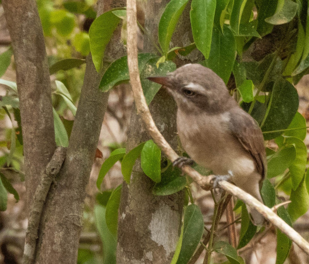 Sri Lanka Woodshrike - ML640804489