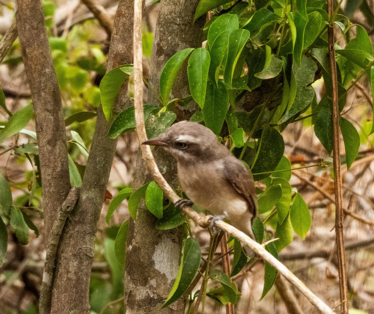 Sri Lanka Woodshrike - ML640804490