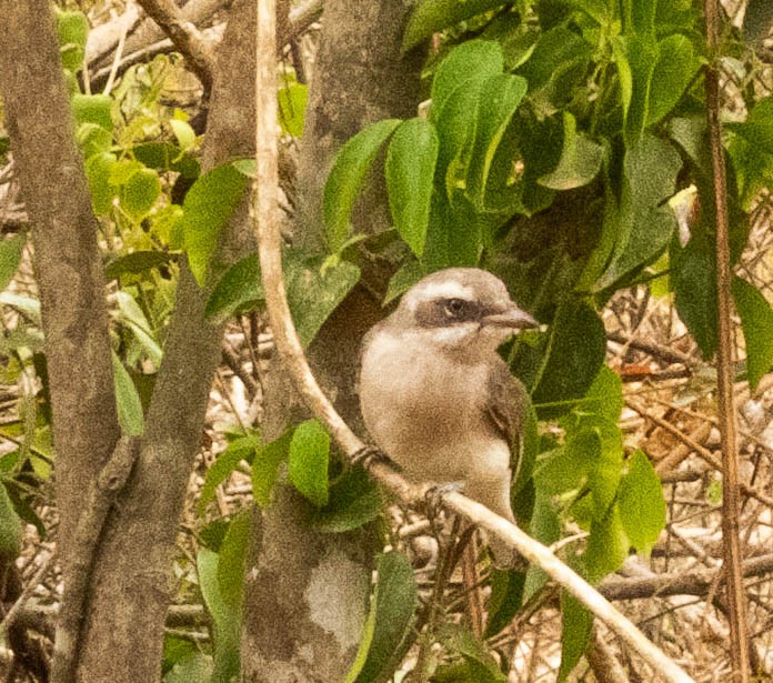 Sri Lanka Woodshrike - ML640804491
