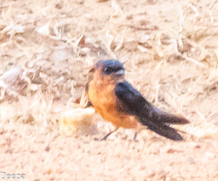 Sri Lanka Swallow - ML640804530