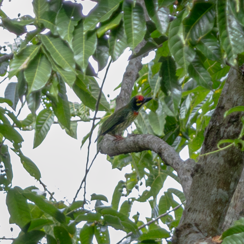 Coppersmith Barbet (Philippine Yellow-faced) - ML640804539