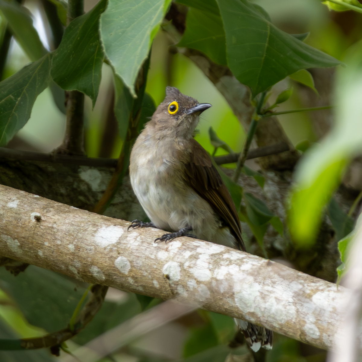 Yellow-wattled Bulbul - ML640804540