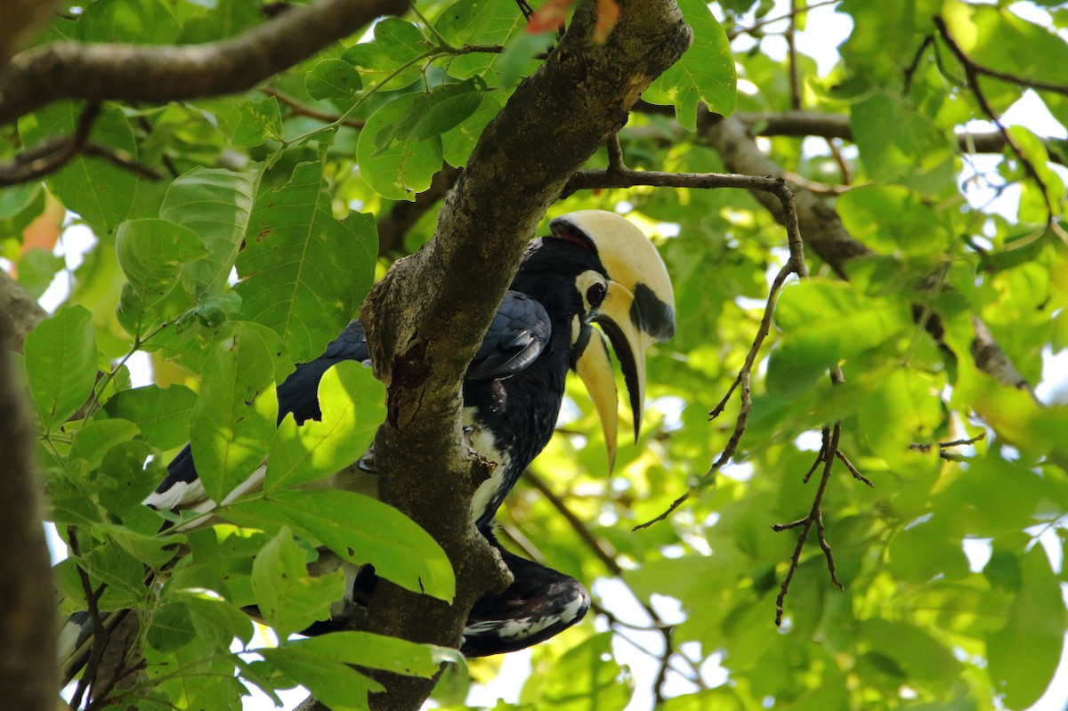 Oriental Pied-Hornbill - ML640804546