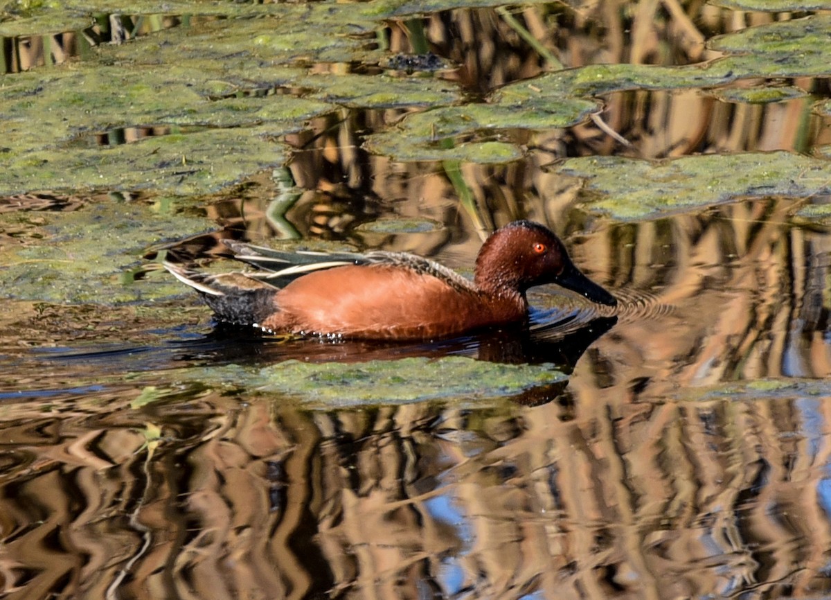 Cinnamon Teal - Bruce Wedderburn
