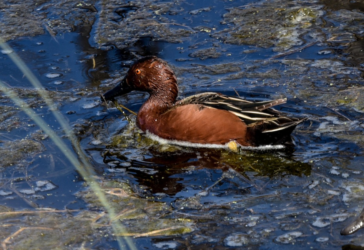 Cinnamon Teal - Bruce Wedderburn