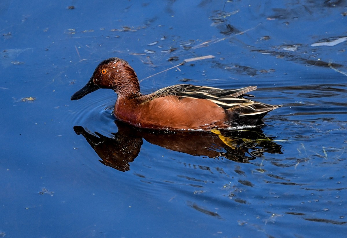 Cinnamon Teal - Bruce Wedderburn