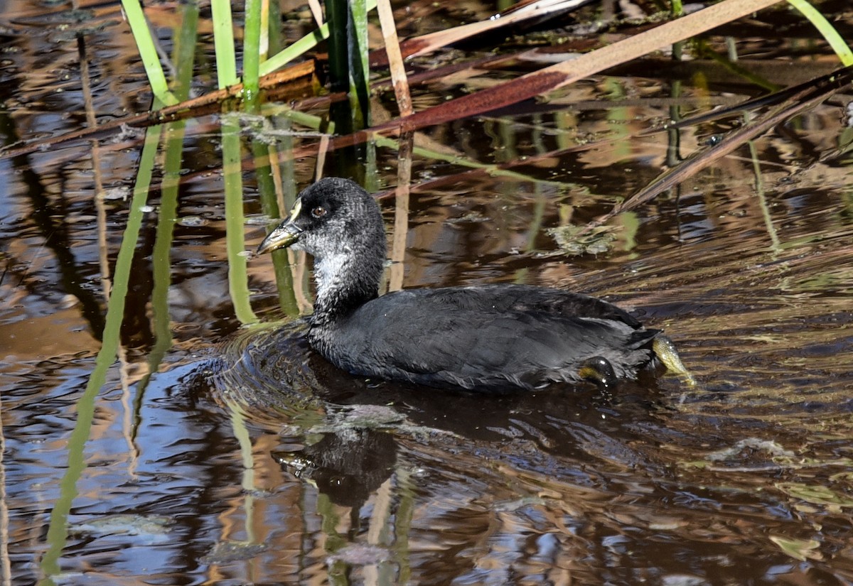 Red-gartered Coot - Bruce Wedderburn