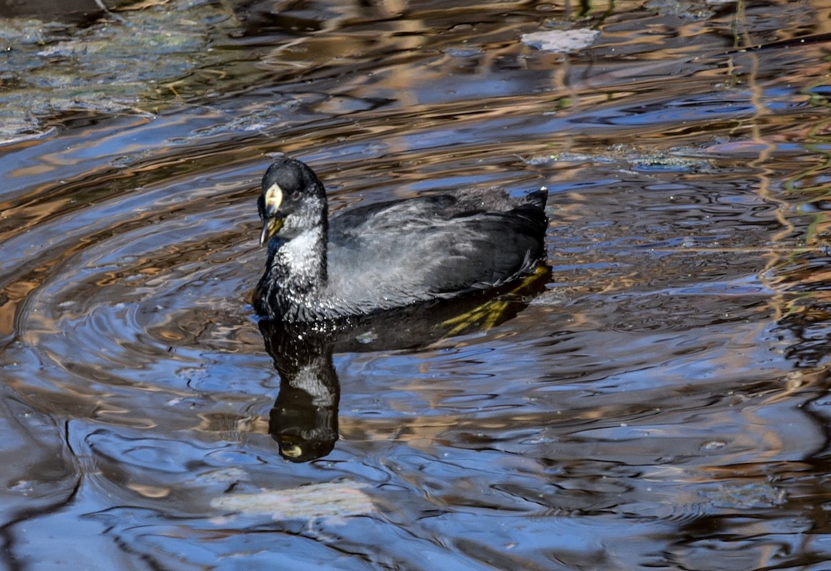 Red-gartered Coot - Bruce Wedderburn