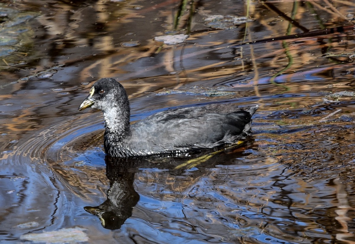 Red-gartered Coot - ML640804561
