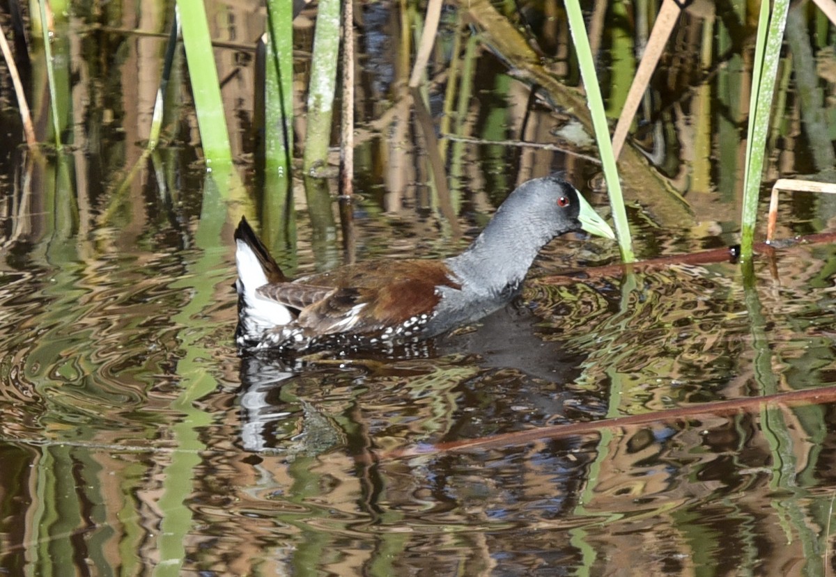 Spot-flanked Gallinule - ML640804575