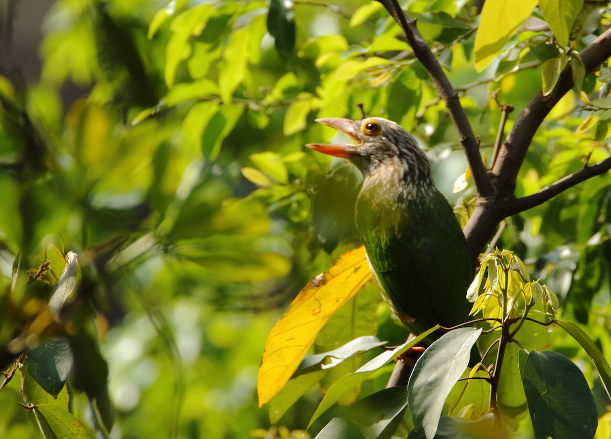 Lineated Barbet - ML640804605