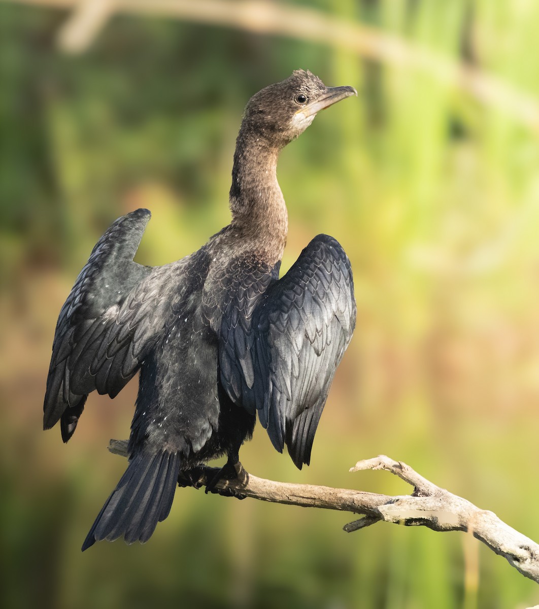Pygmy Cormorant - ML640804617
