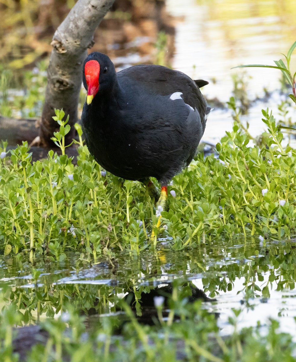 Eurasian Moorhen - ML640804618