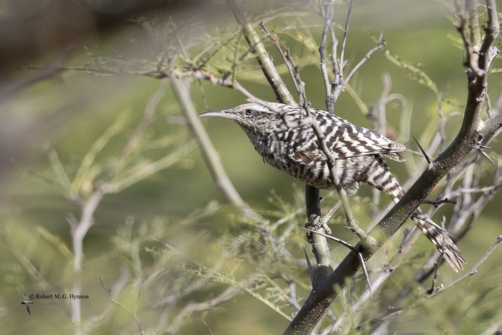 Fasciated Wren - ML640804623
