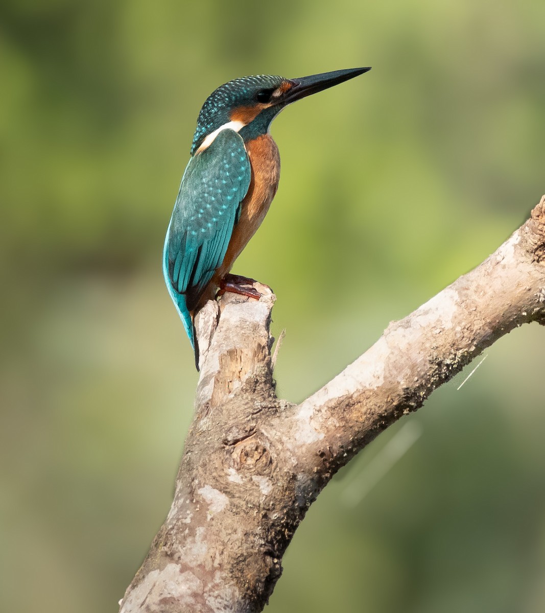 Common Kingfisher - ML640804625
