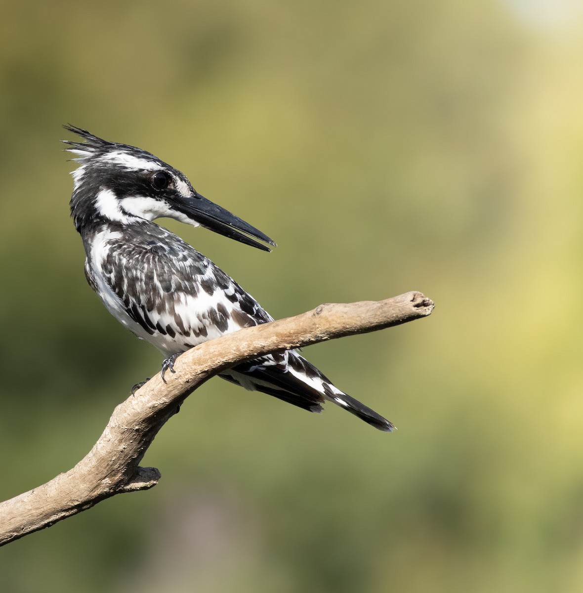 Pied Kingfisher - ML640804633