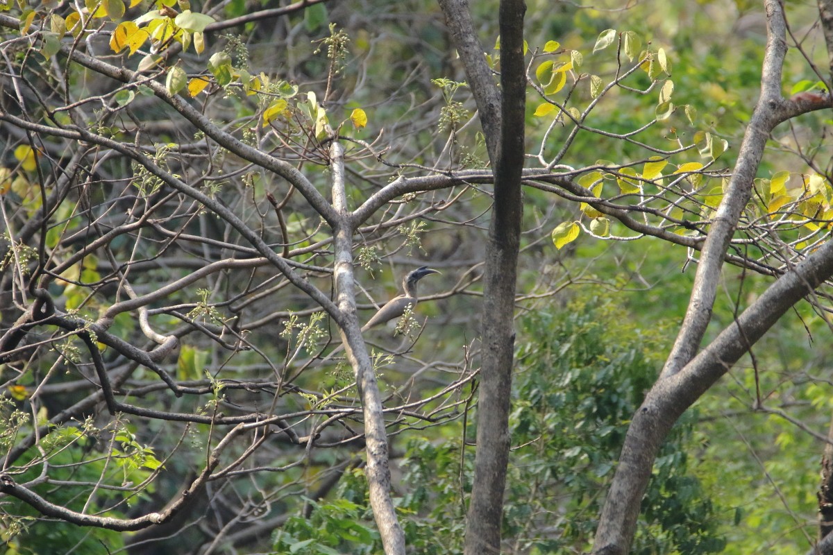 Indian Gray Hornbill - ML640804638