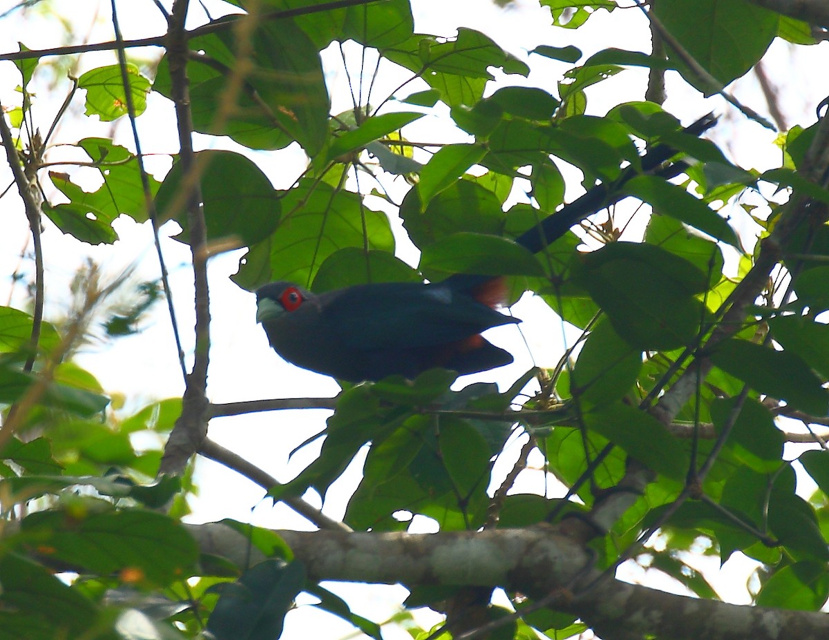Chestnut-bellied Malkoha - ML640804648