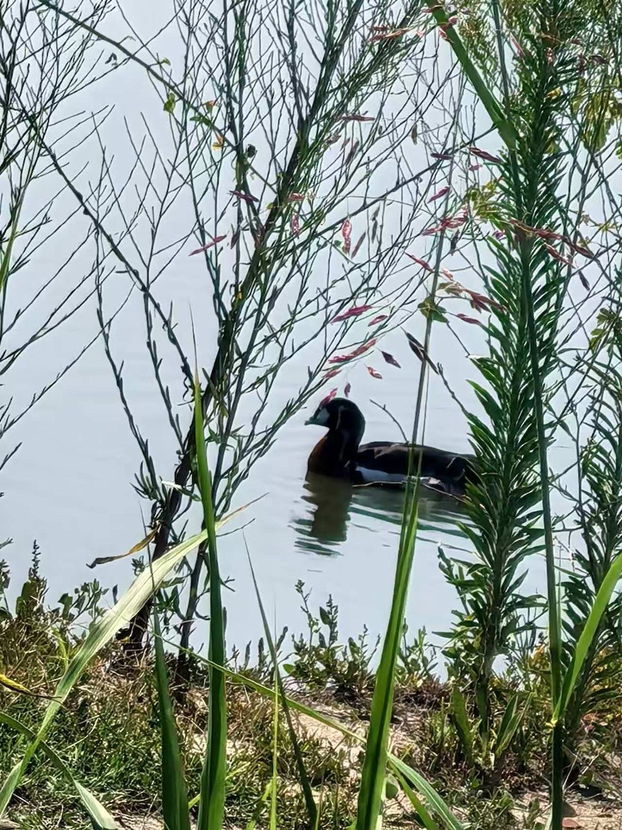 Red-breasted Goose - ML640804649