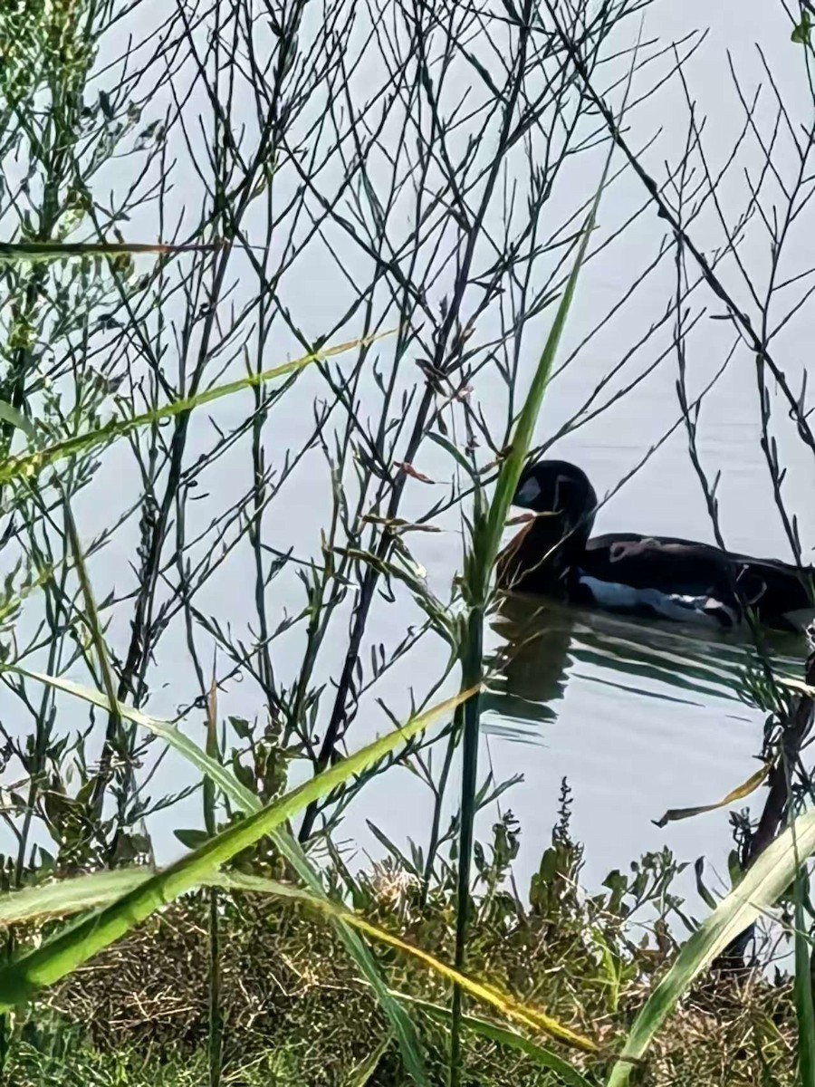 Red-breasted Goose - ML640804650