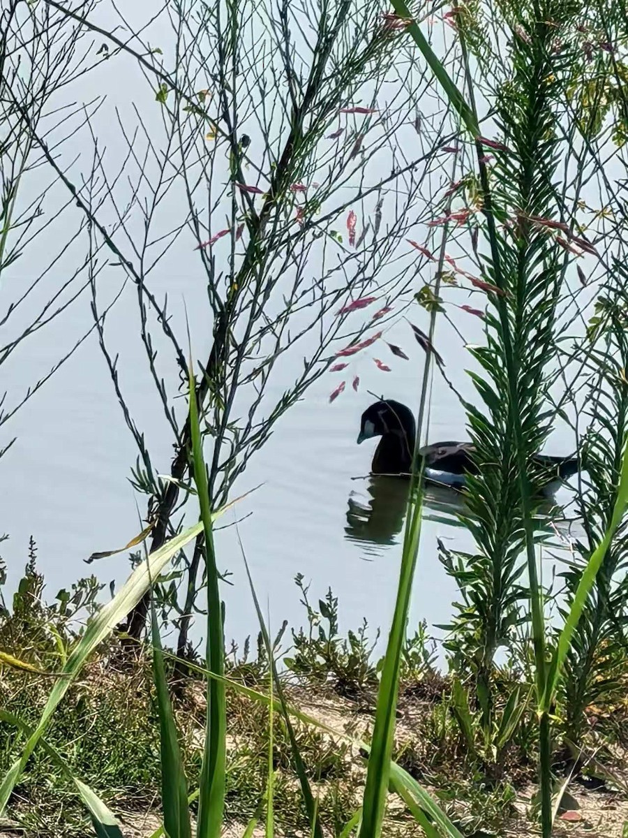 Red-breasted Goose - ML640804651