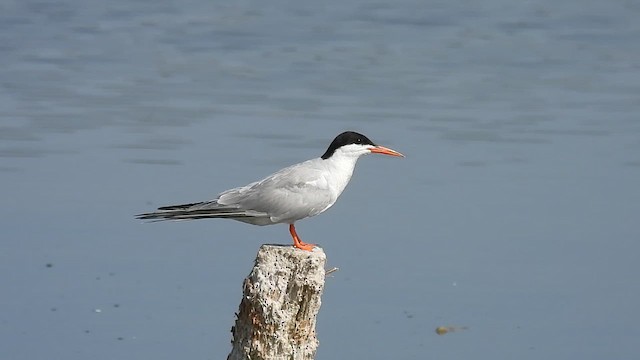 Common Tern - ML640804658