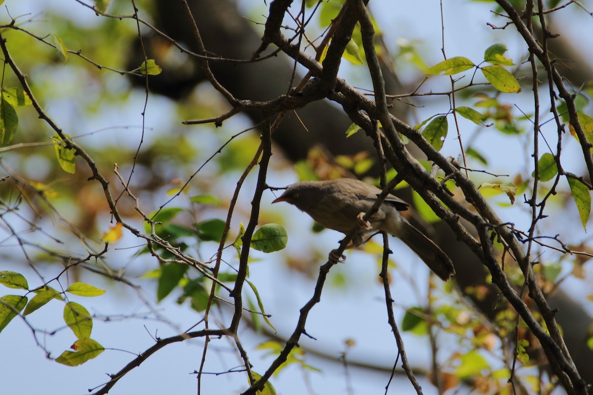 Jungle Babbler - ML640804659