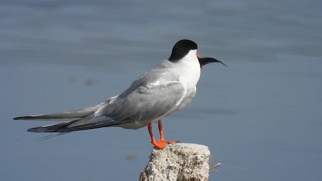 Common Tern - ML640804660