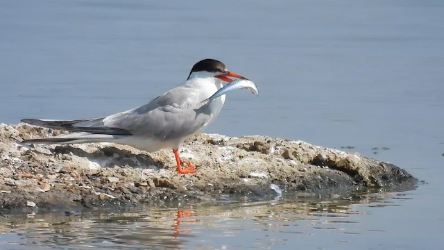Common Tern - ML640804661