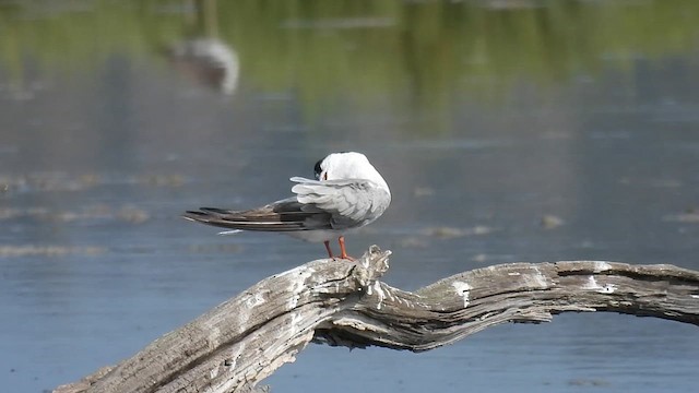 Common Tern - ML640804662