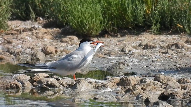 Common Tern - ML640804664