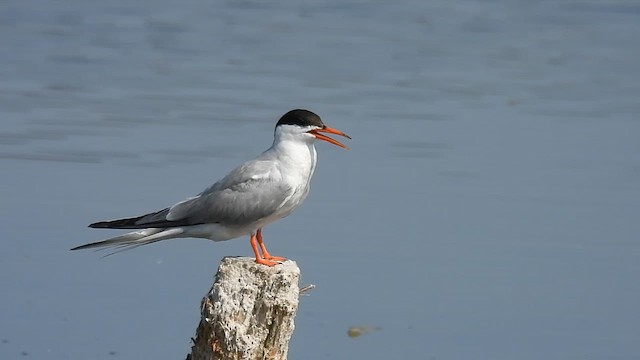 Common Tern - ML640804665