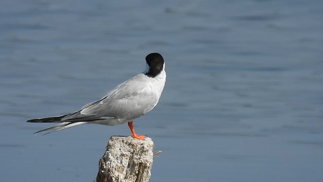 Common Tern - ML640804667