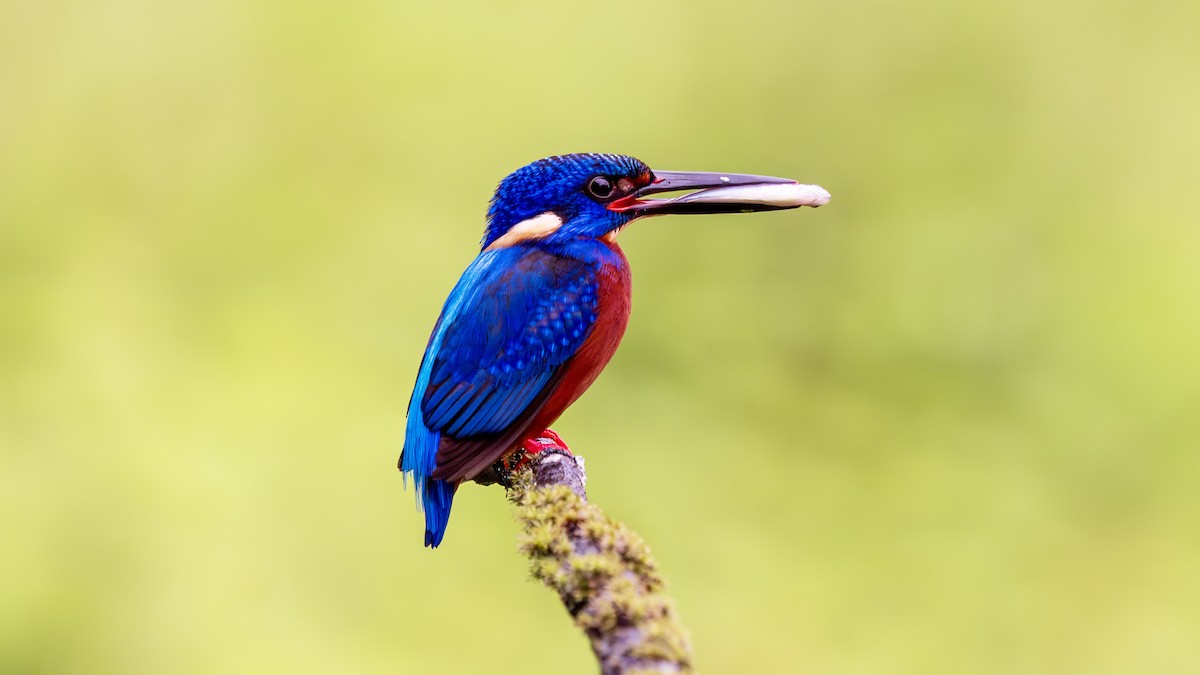 Blue-eared Kingfisher - ML640804690
