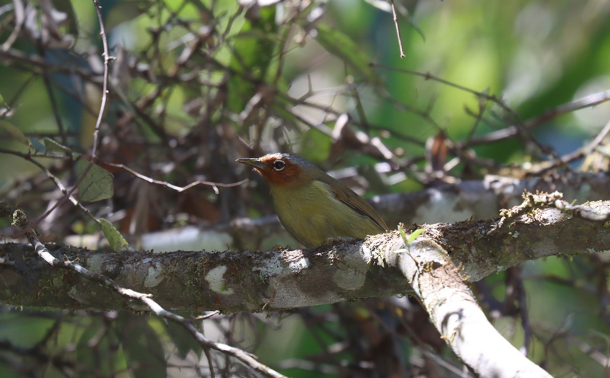 Chestnut-faced Babbler - ML640804698
