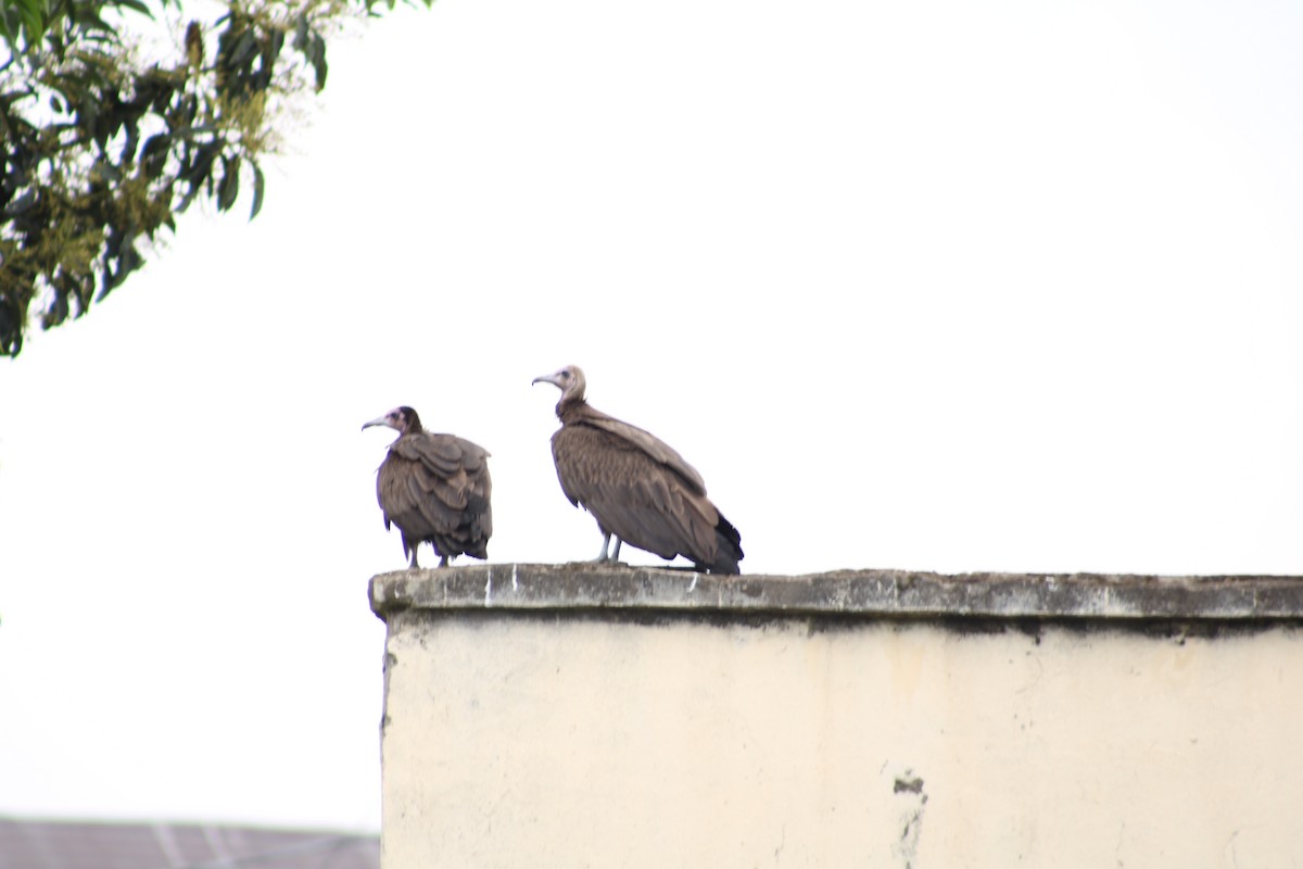 Hooded Vulture - ML640804708
