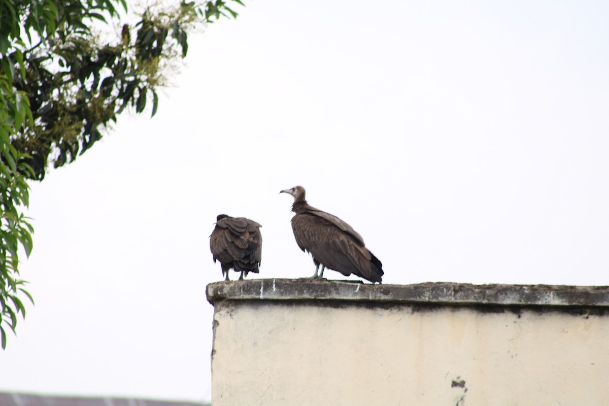 Hooded Vulture - ML640804709