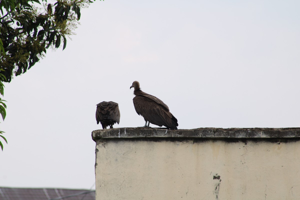 Hooded Vulture - ML640804711