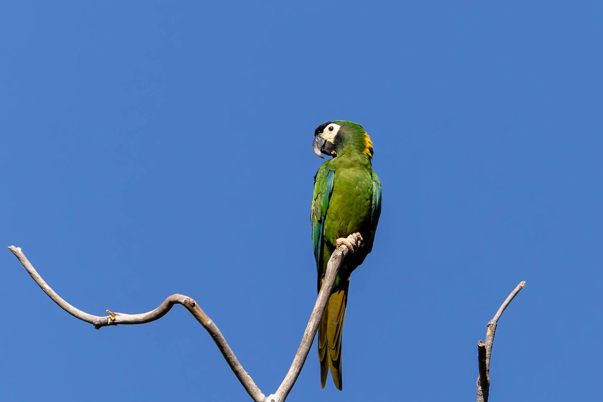 Yellow-collared Macaw - ML640804741