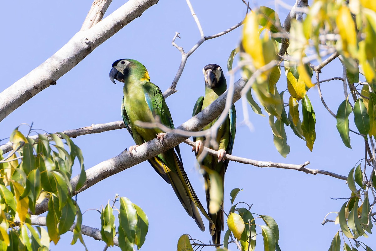 Yellow-collared Macaw - ML640804742