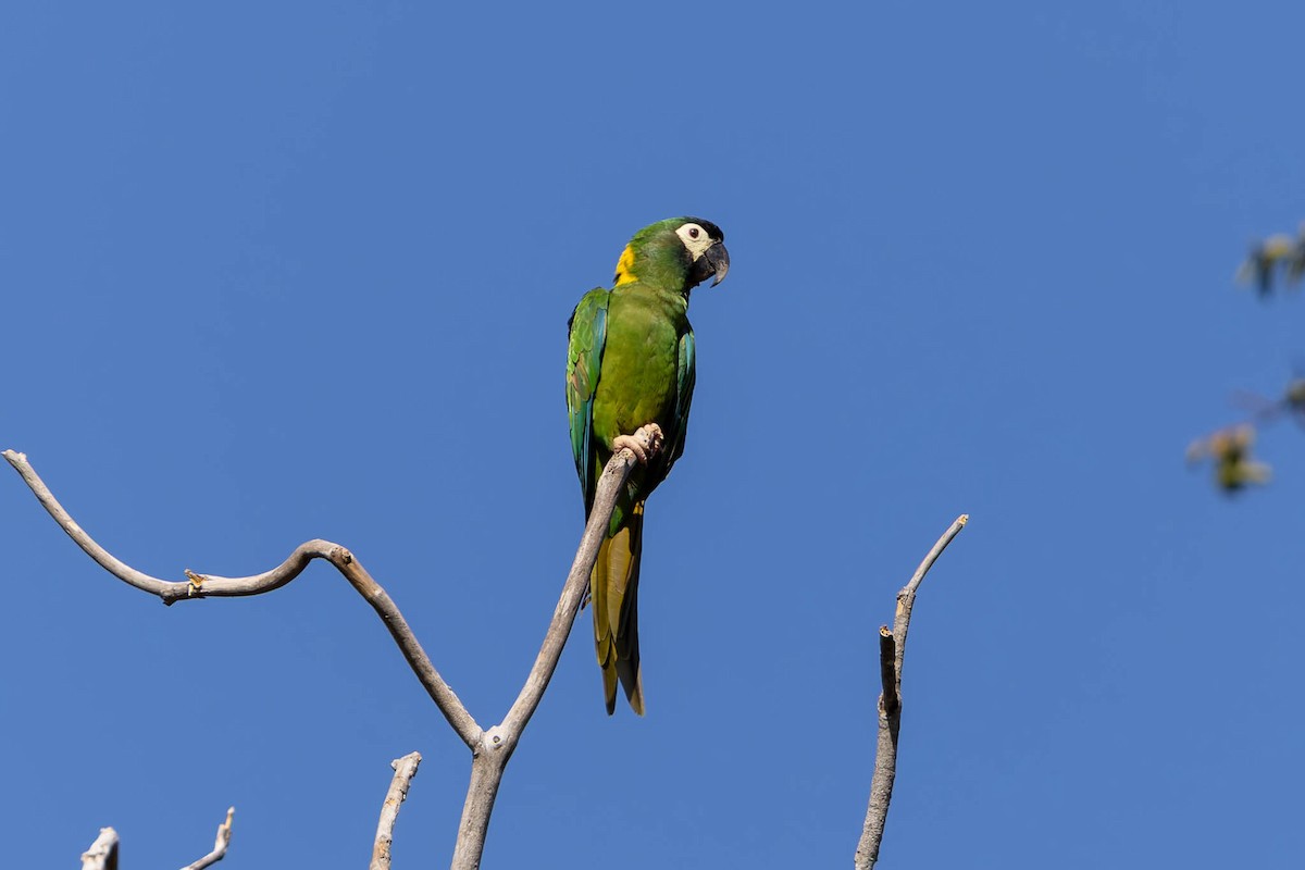 Yellow-collared Macaw - ML640804743