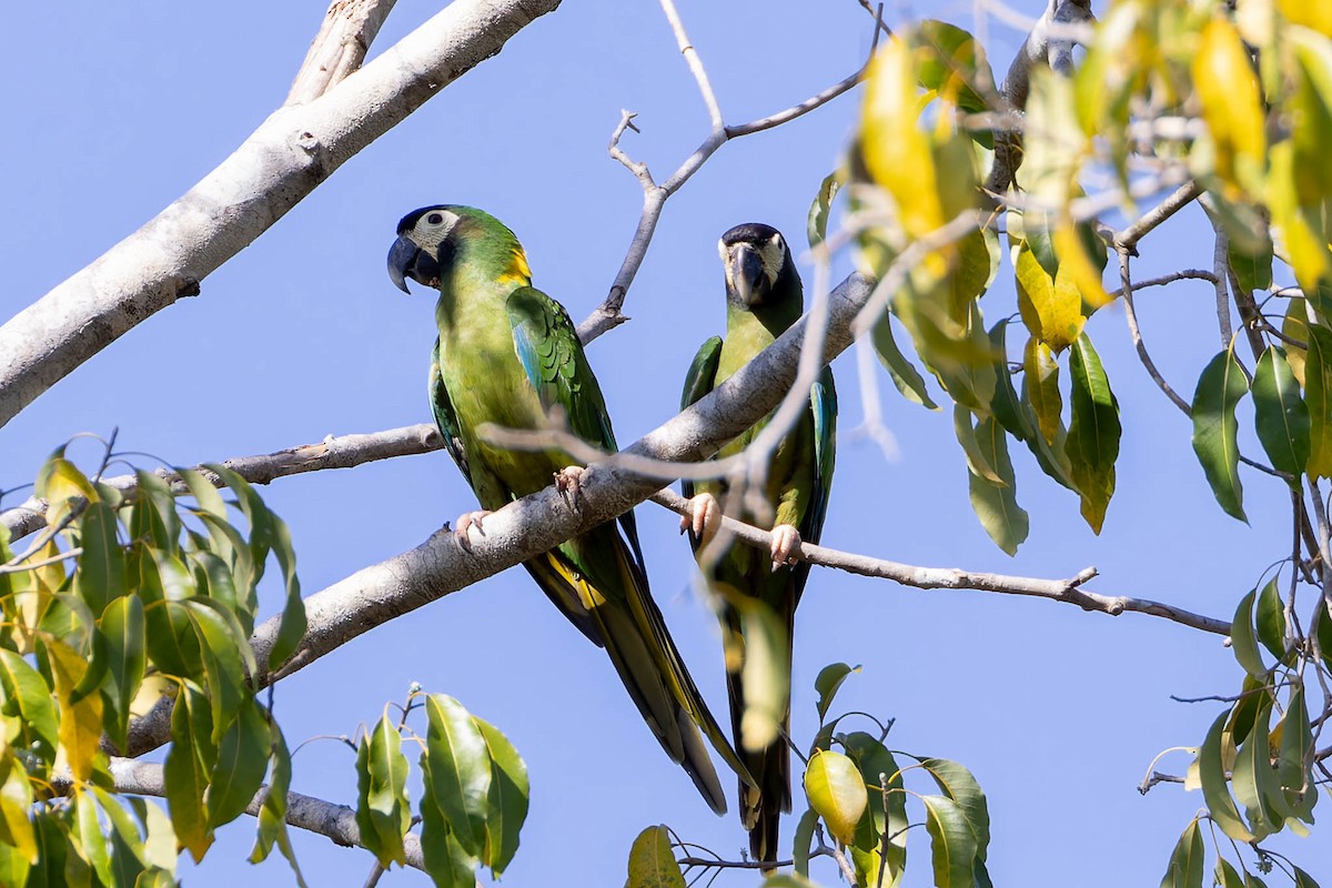 Yellow-collared Macaw - ML640804744