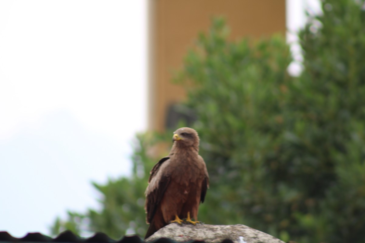 Black Kite (Yellow-billed) - ML640804747