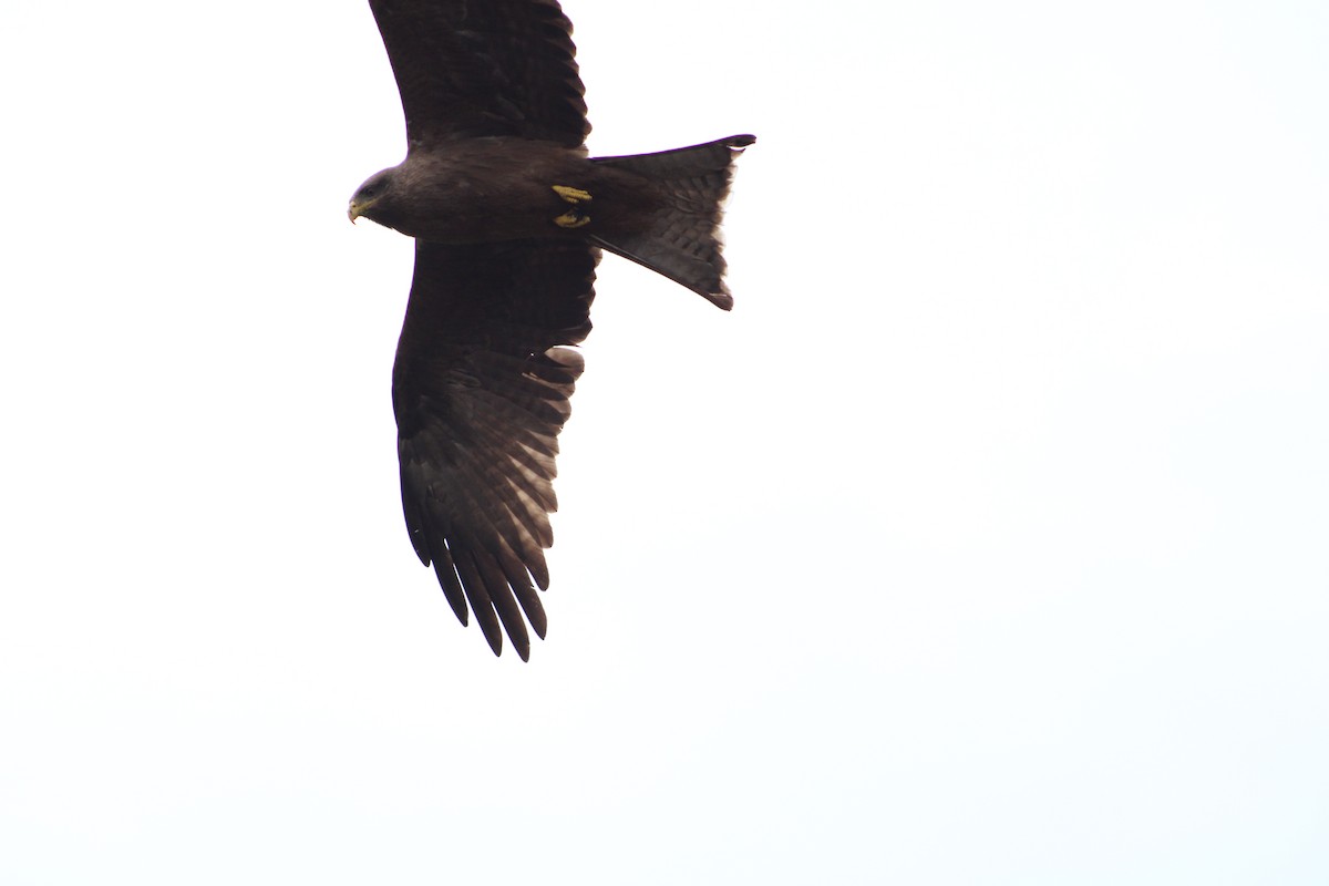 Black Kite (Yellow-billed) - ML640804748